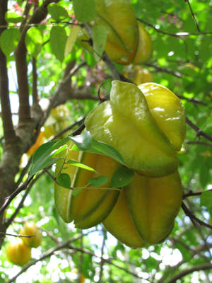 Green Carambola Dangling Freely Wallpaper