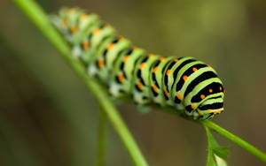 Green Caterpillar Bug Wallpaper