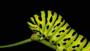 Green Caterpillar Insect Wallpaper