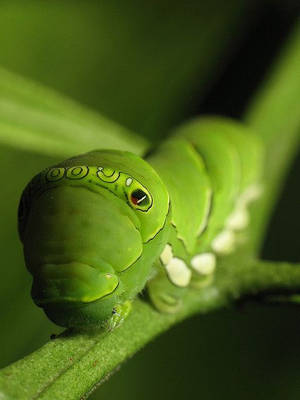 Green Caterpillar Insect Face Wallpaper