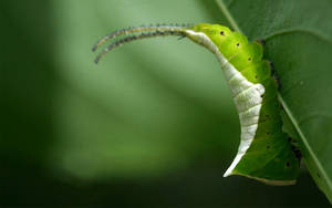 Green Caterpillar Metamorphosis Wallpaper