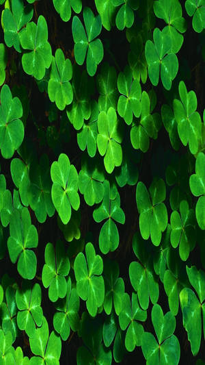 Green Clover Plants Full Hd Phone Wallpaper