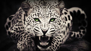Green Eyed Cheetah Wallpaper