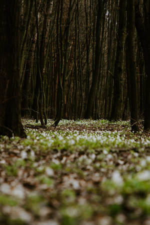 Green Forest Ground Wallpaper