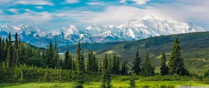 Green Forest Landscape Wallpaper