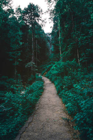 Green Forest Pathway Wallpaper