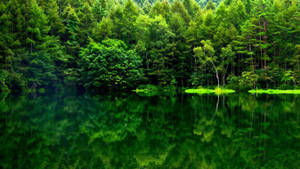 Green Forest View Reflection Wallpaper
