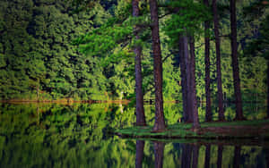 Green Forest With Lake Wallpaper