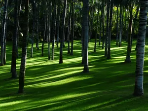 Green Forestland And Meadow Screensavers Wallpaper