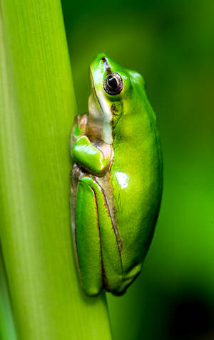 Green Frog Animal Wallpaper