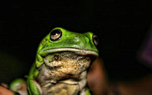 Green Frog In Focus Photography Wallpaper