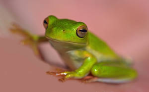 Green Frog In Pink Wallpaper