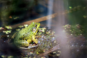 Green Frog On Swamp Wallpaper