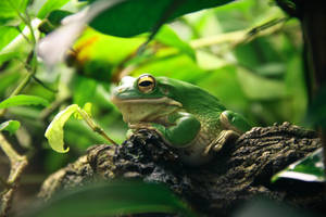 Green Frog On Tree Branch Wallpaper