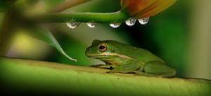 Green Frog Under Stem Wallpaper