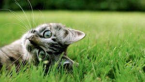Green Grass Cute Cat Hd Wallpaper