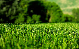 Green Grass Field Macro Wallpaper
