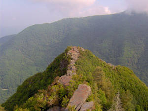 Green Grass In Great Smoky Mountains Wallpaper