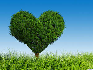Green Heart Big Tree Wallpaper