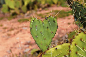 Green Heart Cactus Wallpaper
