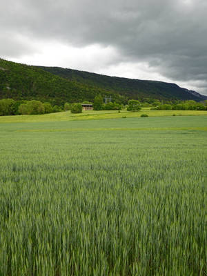 Green Hill And Wheat Barley Field Wallpaper