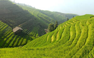 Green Hill Rice Terraces Wallpaper