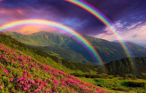 Green Hill Twin Rainbows Wallpaper