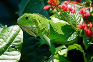 Green Iguana Amongst Leaves Wallpaper