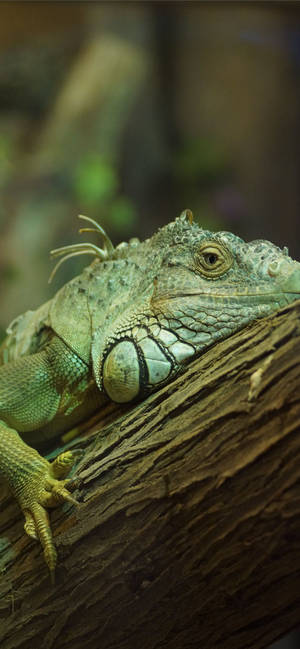 Green Iguana On A Branch Wallpaper