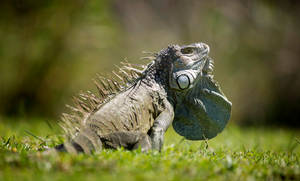 Green Iguana On Grass Wallpaper