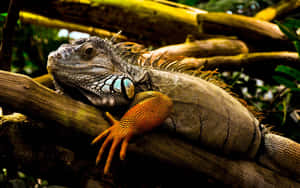 Green Iguana Restingon Branch Wallpaper