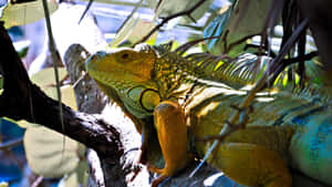 Green Iguana Sunbathing Wallpaper