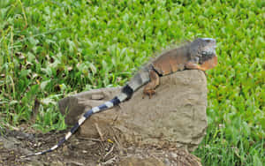 Green Iguana Sunbathingon Rock Wallpaper