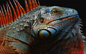 Green Iguana With Orange Crest Wallpaper