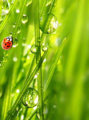 Green Ipad [wallpaper] Wallpaper