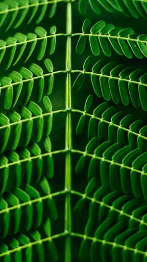 Green Leaf Pattern Nature Iphone Wallpaper