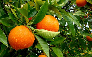 Green Leaves And Oranges Wallpaper