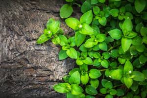 Green Leaves And Rock Wallpaper