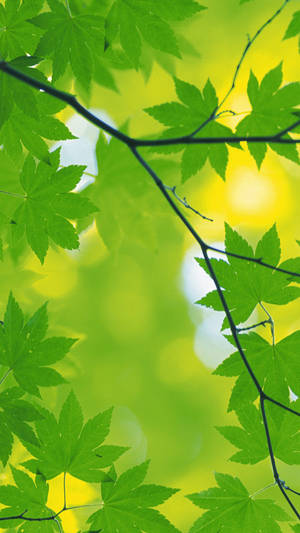 Green Leaves Iphone Wallpaper