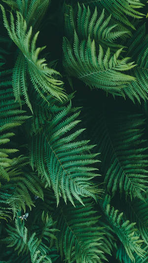 Green Leaves Jungle Iphone Wallpaper