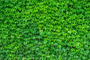 Green Leaves Of Ivy Wallpaper