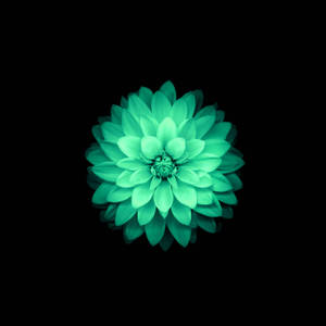 Green Lotus Flower Apple Wallpaper