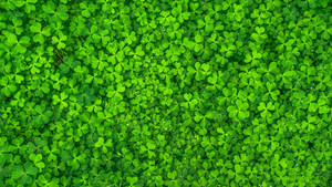 Green Lucky Clover Wallpaper