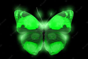 Green Luminous Butterfly Wallpaper