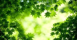 Green Maple In Full Desktop Screen Hd Wallpaper