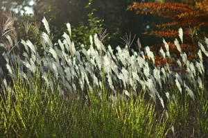 Green Meadow Nature Screensavers Wallpaper