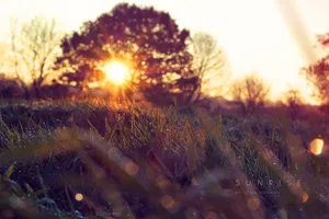 Green Meadow Sunrise Focus Wallpaper