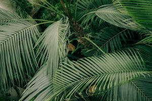 Green Minimalist Photography Of Green Palm Trees Wallpaper