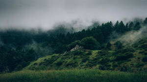 Green Misty Forest Wallpaper