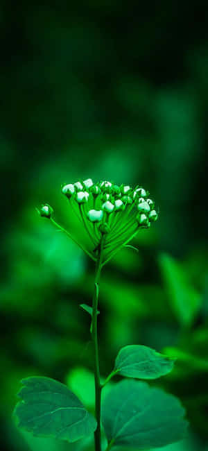 Green Nature Flower Plant Iphone Wallpaper